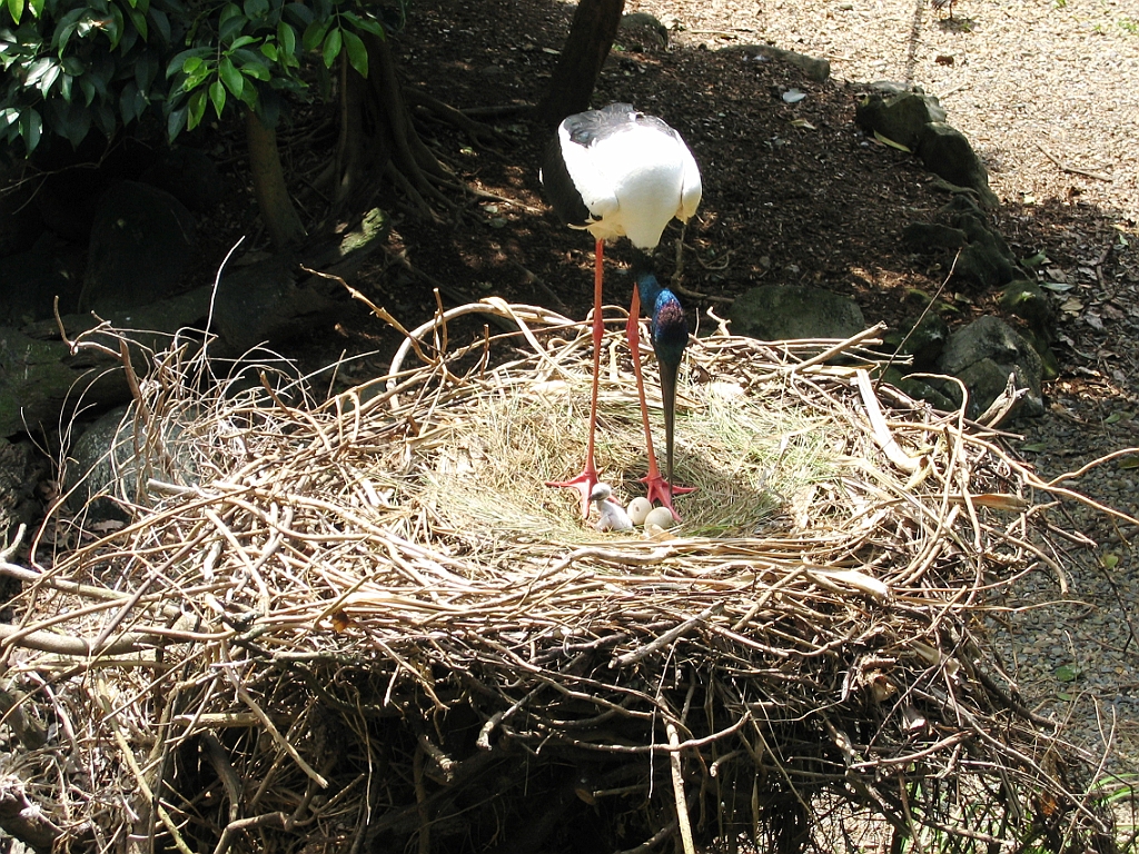 101 Port Douglas Wildlife Habitat.jpg